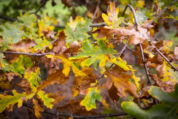 Primer plano de las hojas de roble de otoño en una rama —  Fotos de Stock