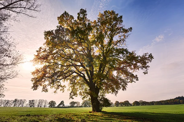 Landscape with old oak against the morning sun — Stock Photo, Image