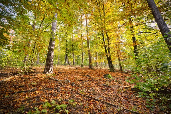 Hdr Trieb eines Herbstwaldes — Stockfoto