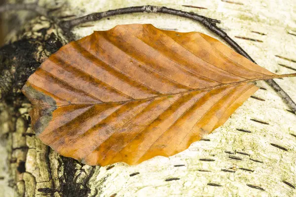 Macro d'une seule feuille de hêtre brun — Photo