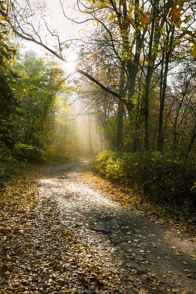 Morgen im herbstlichen Wald — Stockfoto