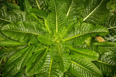 büyük ot bitki bir çayır üzerinde