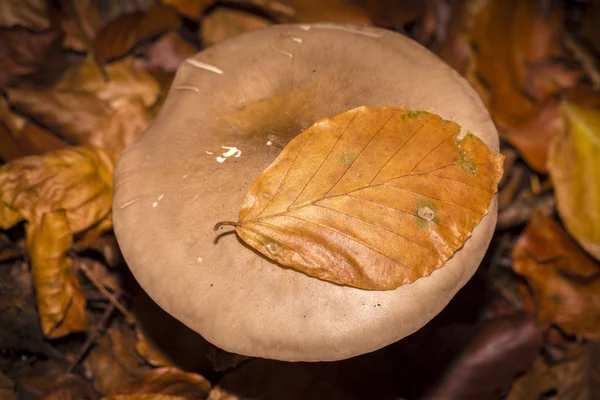 Большой коричневый гриб с буковым листом на нем — стоковое фото