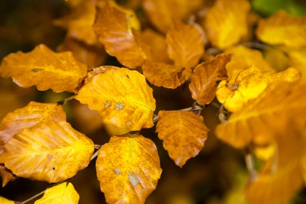 Bramch met najaar leves van een beuken boom — Stockfoto