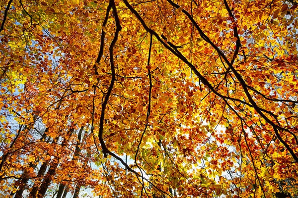 Herbstlaub einer Buche gegen die Sonne geschossen — Stockfoto