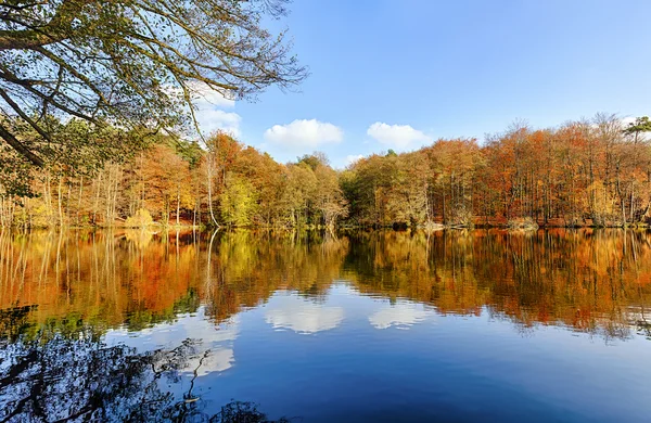 Herbstbaumpanorama an einem gläsernen See — Stockfoto