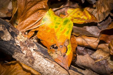 orman toprak adlı tek sonbahar bırak 