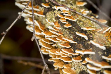 mantar bir çürümüş ağaç gövdesi üzerinde bir grup