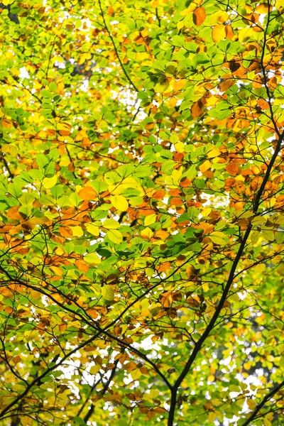 Feuillage de hêtre d'automne tourné contre le soleil — Photo