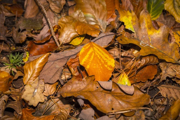 Close-up van de herfst bladeren op de bodem van het bos — Stockfoto