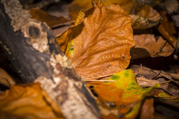 Un seul congé d'automne au sol forestier — Photo