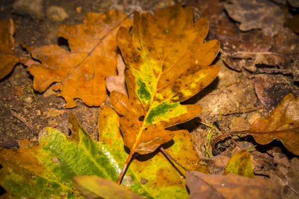 Un seul départ de chêne d'automne au sol forestier — Photo