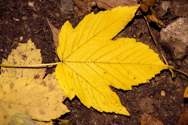Одна осінь клен залишає на лісовій землі — стокове фото