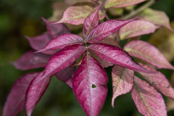 Rode Herfstbladeren op een boomtak — Stockfoto