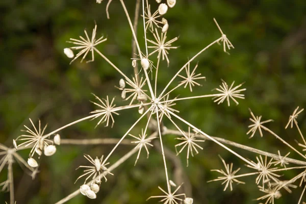 Close up van een gedroogde wiet plant in de herfst — Stockfoto