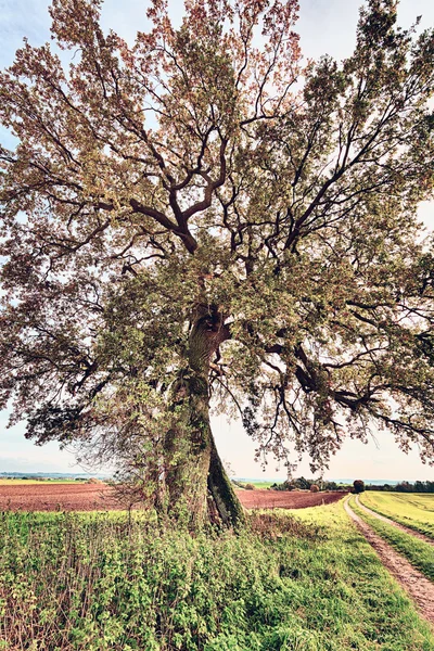 Lime tree near a road and fields in autumn — Stock Photo, Image