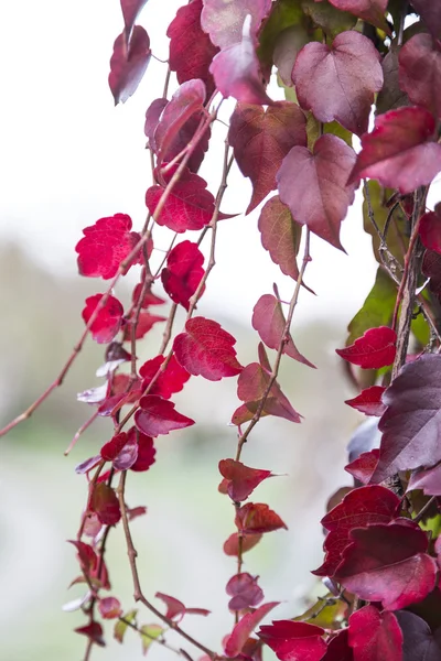 Red ivy creeper leaves on the wall of a building — Stock Photo, Image