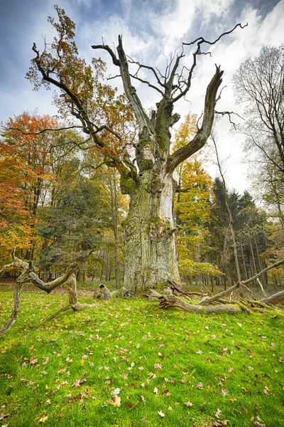 HDR shoot of a very old oak tree on a meadow — Stock Photo, Image