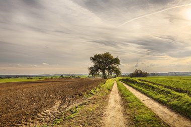 HDR çekim alanları ve yol ile eski ağacının bir