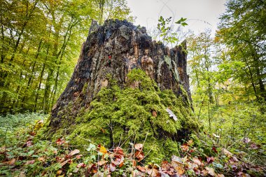 moss ile büyümüş bir sonbahar ormandaki ağaç kütüğü