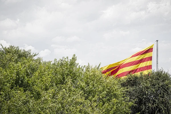 Испанский флаг за некоторыми деревьями в летнее время — стоковое фото
