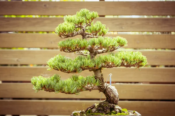 Close up of an old bonsai tree in a  flower pot — Stock Photo, Image