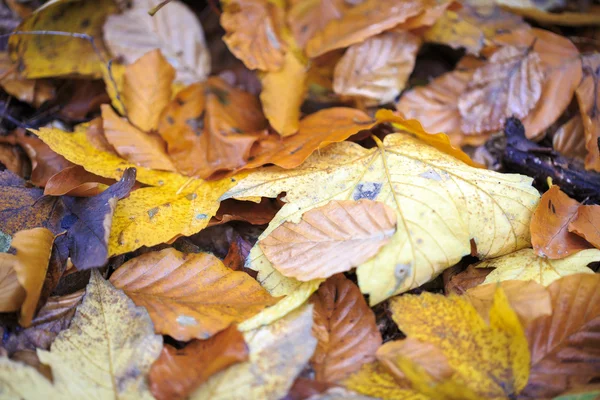 Gros plan de quelques feuilles d'automne sur le sol forestier — Photo