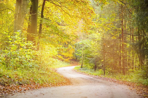 Traumhafter Weg durch den herbstlichen Wald — Stockfoto