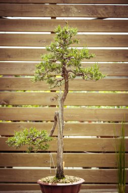 bir çiçek tencerede eski bonsai ağacı