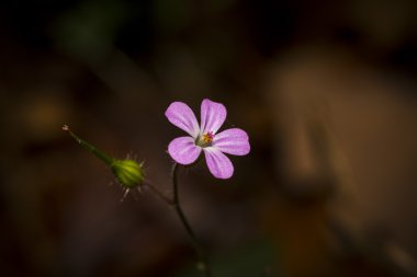 Sonbaharda mor çiçek