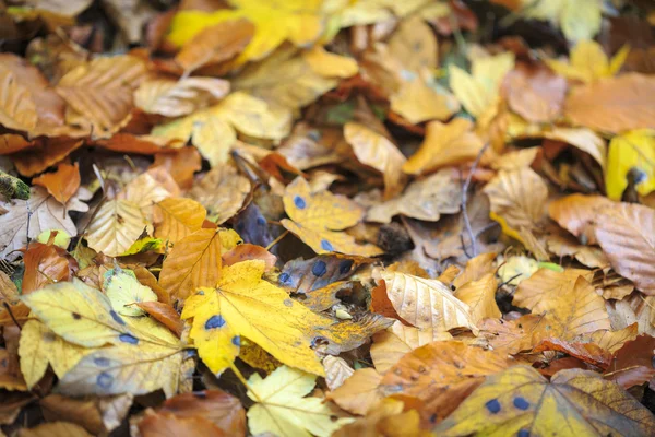 Zbliżenie niektórych jesień liście klonu — Zdjęcie stockowe
