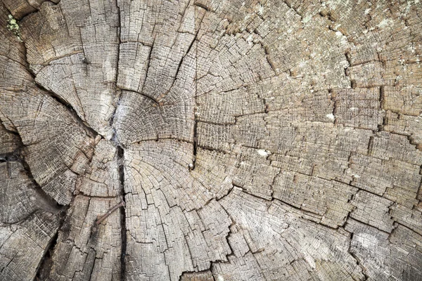 Primer plano de un gran hoyo de árbol viejo — Foto de Stock