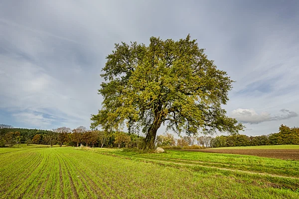 Hdr shoot of a lime tree on a field in autumn — Stock Photo, Image