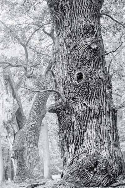 HDR shoot of an very old oak, black an white version — Stock Photo, Image