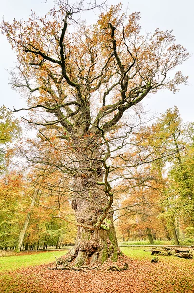 HDR shoot of an very old oak — Stock Photo, Image