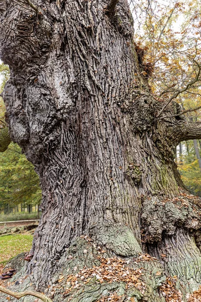 HDR shoot of an very old oak — Stock Photo, Image