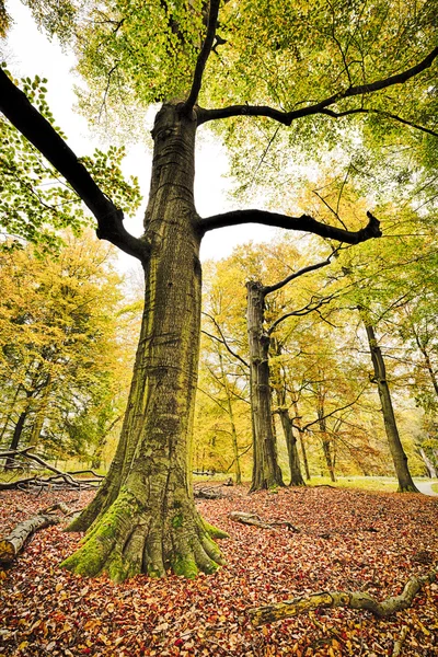 Hdr Austrieb einer Buche im Herbst — Stockfoto