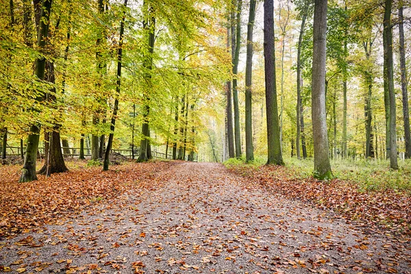 Weg durch den Wald im Herbst — Stockfoto