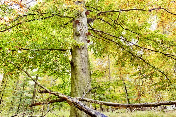 HDR shoot of a beech forest in autumn — Stock Photo, Image