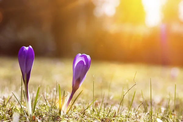 Cocodrilo púrpura salvaje en un prado en primavera con rayos de sol Imágenes de stock libres de derechos