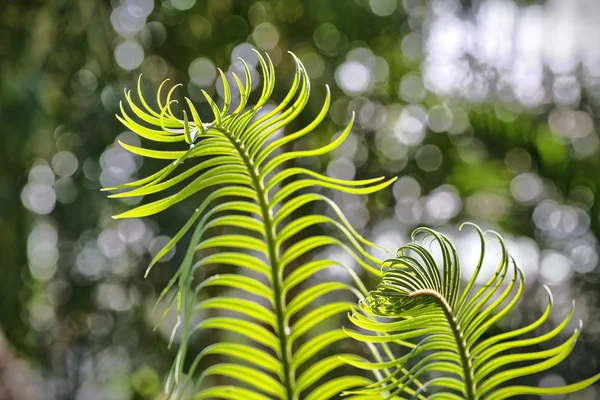 Close up of young fern with bokeh in background — Stock Photo, Image