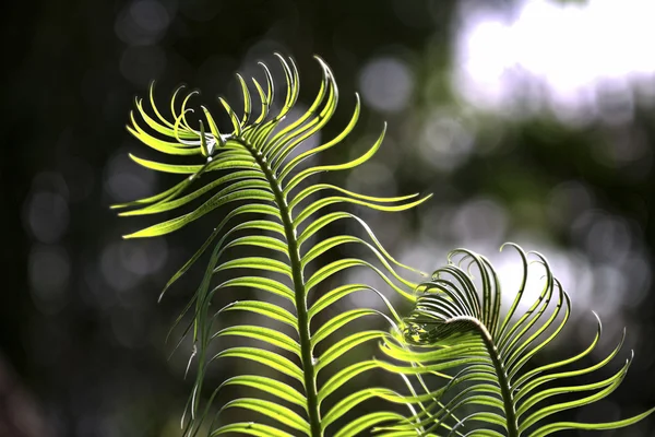 Close up of young fern with bokeh in background — Stock Photo, Image