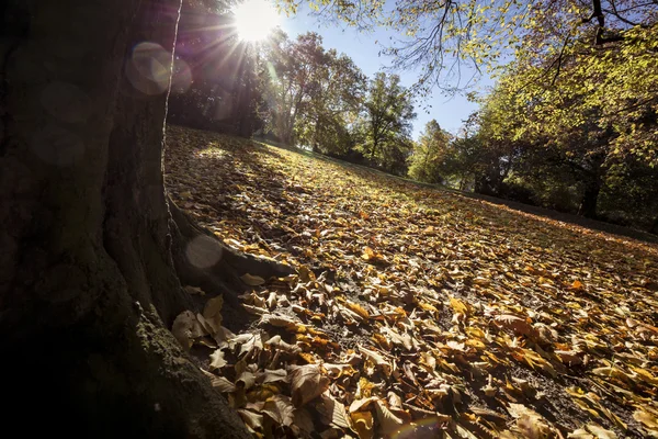 Herbstlandschaft mit Sonne und Blättern — Stockfoto