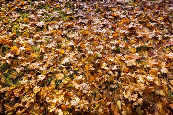 Feuilles d'automne sur le sol forestier pour milieux — Photo