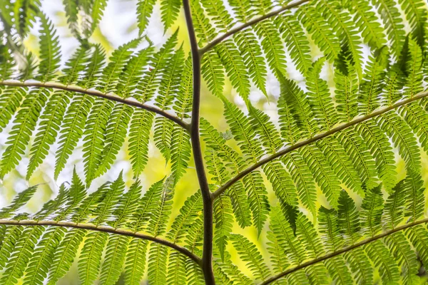 Close up van een jonge fern tak — Stockfoto