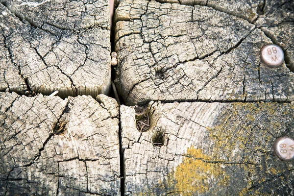 Shot of four old timbers — Stock Photo, Image