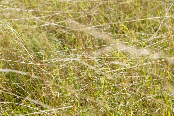 Close up shot of a green meadow in summer — Stock Photo, Image