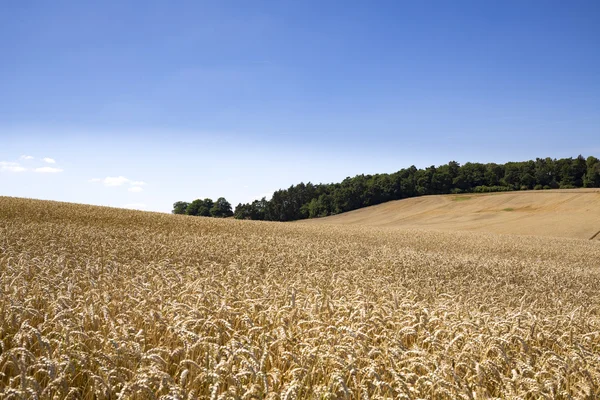 Zomer landschap van velden en weiden en blauwe hemel — Stockfoto