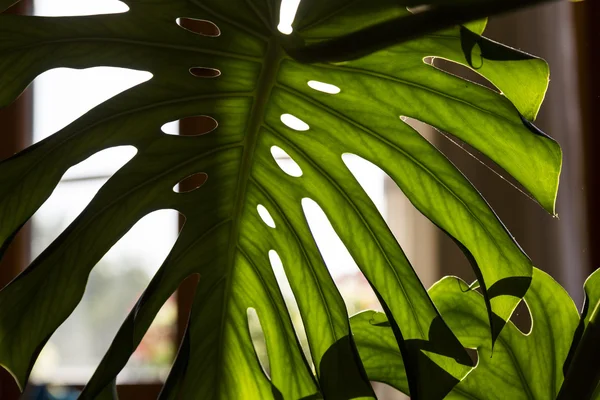 Close up shot of a palm tree leaf — Stock Photo, Image