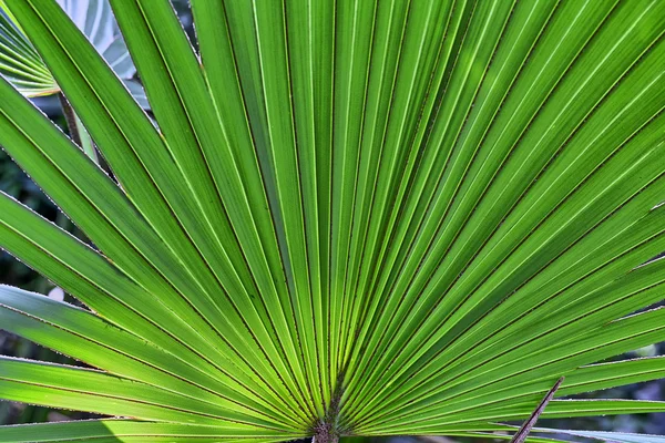 Close up of a palm tree leaf for backgrounds — Stock Photo, Image